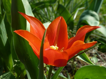 tulipe4