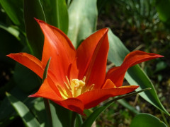 tulipe7