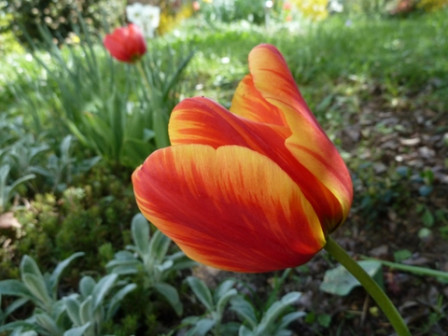 tulipe2012-1