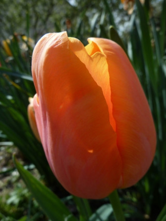 tulipe2012-2