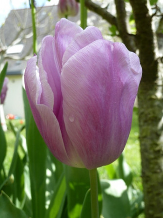 tulipe2012-5