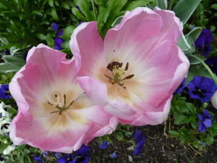 tulipes2-2