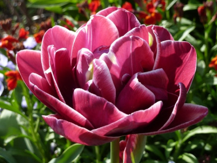 tulipes2-4