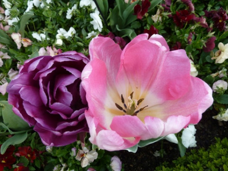 tulipes2-8 Mélange-Jubilée