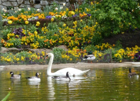 Cygnes-Jardin-des-plantes4
