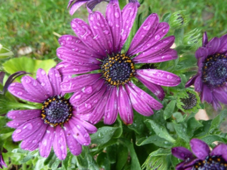 fleurs-mouillées-ecole2