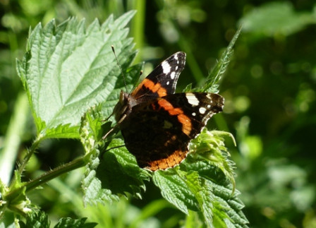 Vulcain, juin 2012 Vulcain