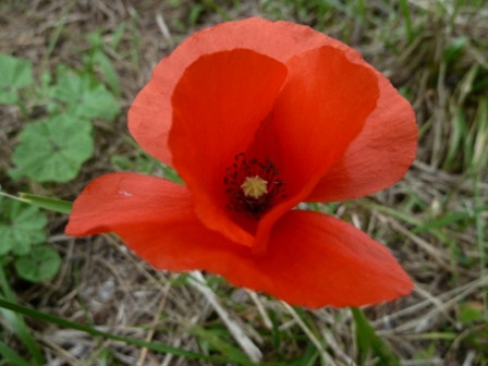 Coquelicot2