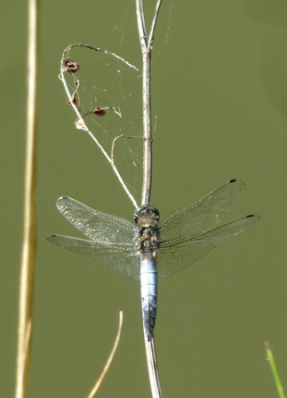 Libellule-déprimée1