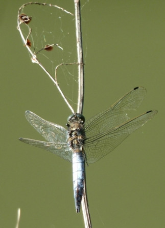 Libellule-déprimée3