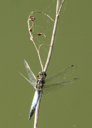 Libellule-déprimée4