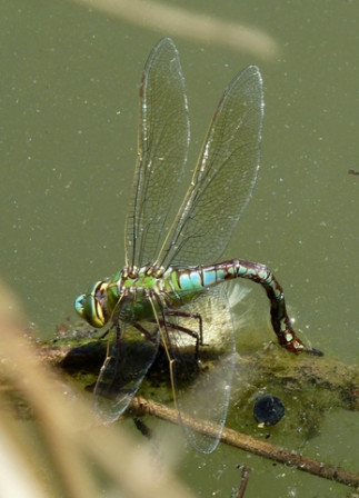 Libellule-anax1