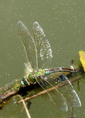 Libellule-anax2
