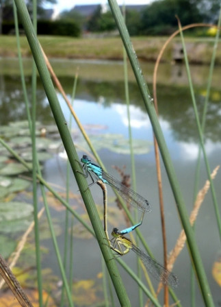 Libellules-demoiselles3