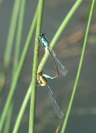 Libellules-demoiselles5