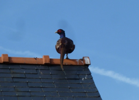 Faisan-sur-le-toit2