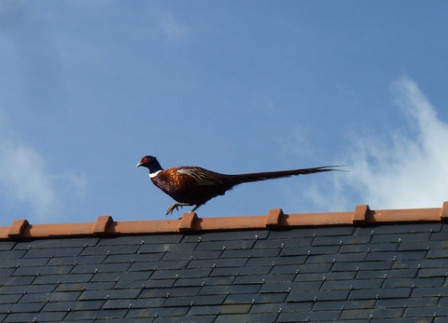 Faisan-sur-le-toit3