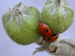 coccinelles-et-pommes