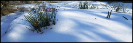 Fleurs-neige-maison2, fév. 2012 Fleurs-neige-maison2