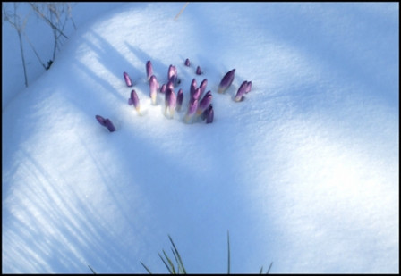 Fleurs-neige-maison1, fév. 2012 Fleurs-neige-maison1