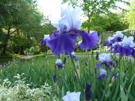 iris-bleus