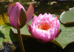 nénuphars ouvert et fermé