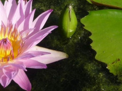 nénuphar-gros plan2