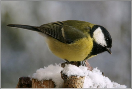 Mésange-charbonnière