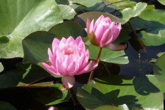 nénuphars, août 2010 nénuphars