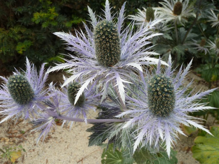 chardon bleu2