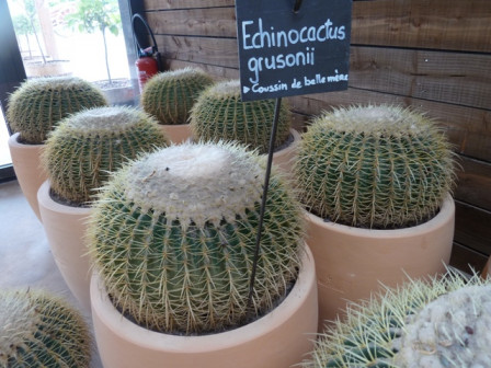 coussins de belle-mère