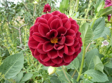 dahlia