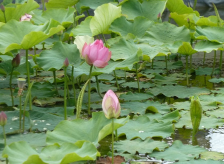 lotus