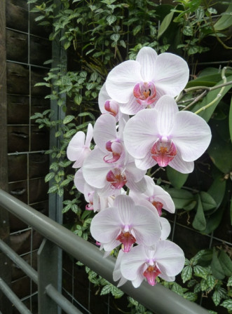 orchidée2