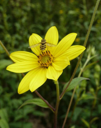 syrphe (terra botanica)2