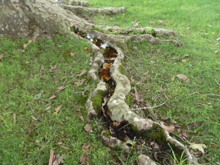 arbre-La-Sauve-Majeure2