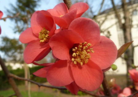 cognassier-du-Japon, mar. 2011 cognassier-du-Japon