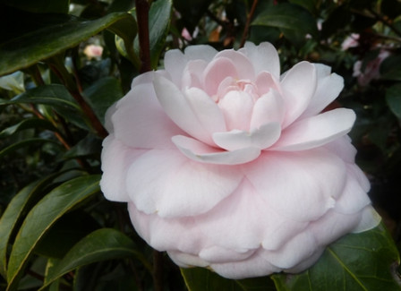 camélia-blanc1, mar. 2011 camélia-blanc1