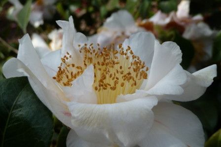 camélia-blanc2