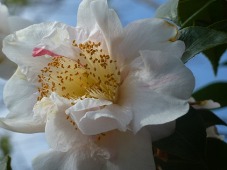 camélia-blanc3, mar. 2011 camélia-blanc3