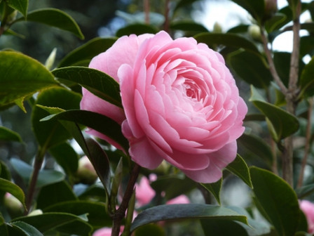 camélia-rose 18, mar. 2011 camélia-rose 18