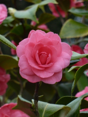 camélia-rose, mar. 2011 camélia-rose