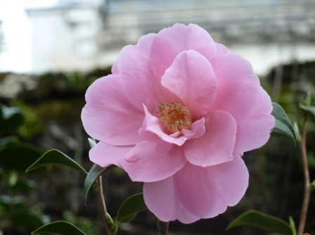 camélia-rose 13, mar. 2011 camélia-rose 13