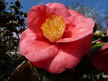 camélia-rouge19