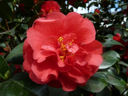 camélia-rouge20