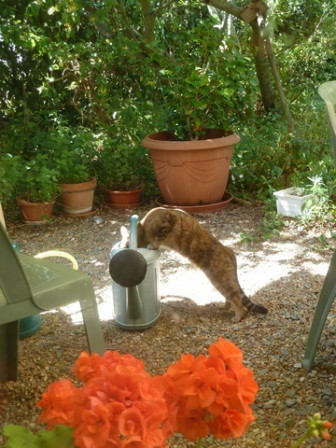 chat-arrosoir