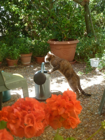 chat-arrosoir2