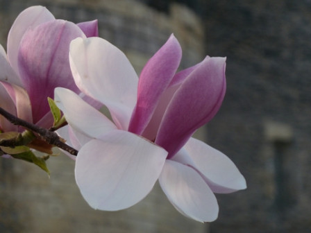Magnolias4