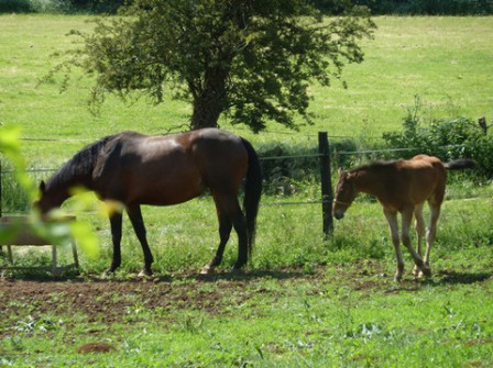 cheval-mère-et-poulain