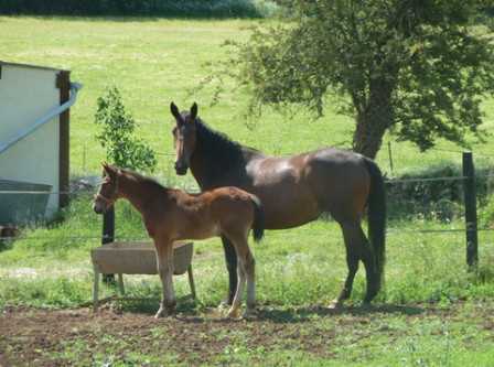 cheval-mère-poulain